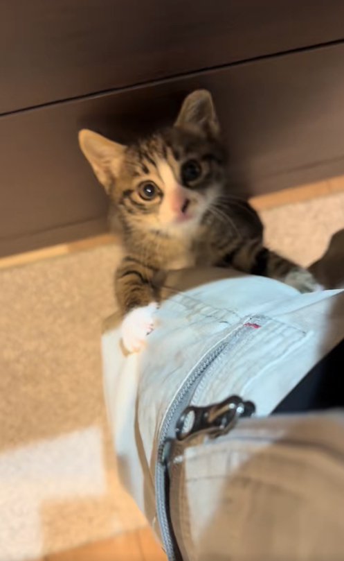 保護主の左足によじ登る子猫