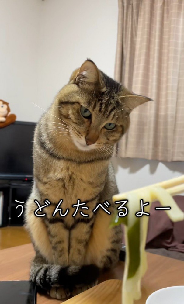 うどんを見る猫