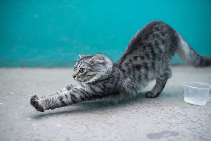 伸びをしている猫