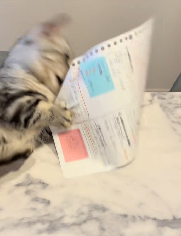紙をつかむ猫1