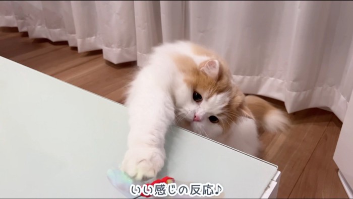 机の上に乗っているおもちゃに手を伸ばす猫