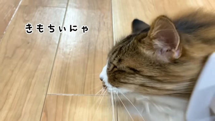 ブラッシングされる猫