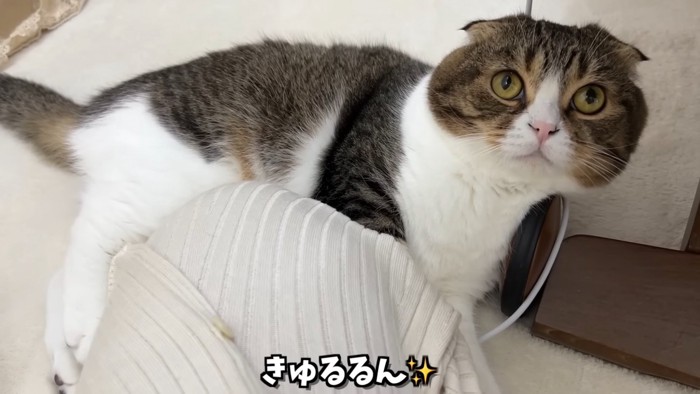 寝そべって上を見る猫