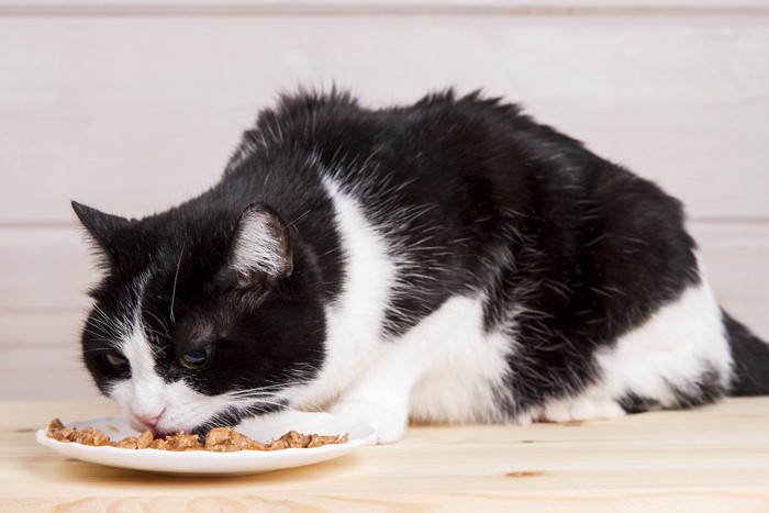 食事をする猫