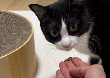 カメラ目線の猫