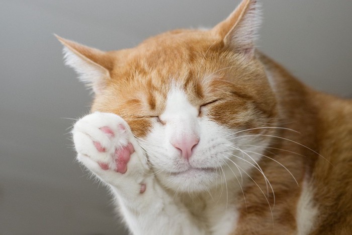 毛づくろい中の茶トラ猫のアップ