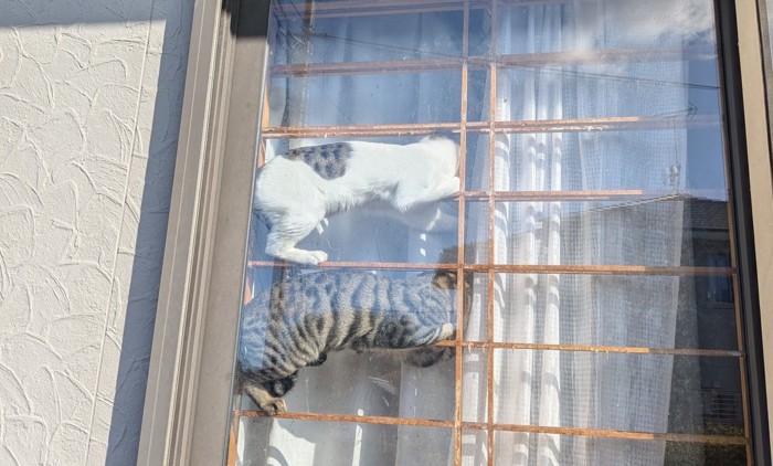 障子の格子の上で寝る猫たち