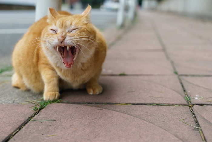 道であくびをする悪魔のような茶トラ猫