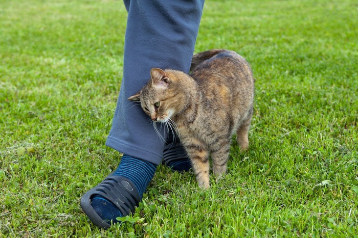 飼い主の足に顔をこすりつける猫