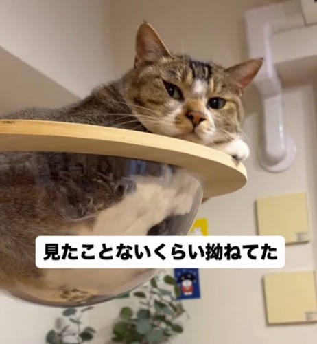 キャットタワーから飼い主を見下ろす猫