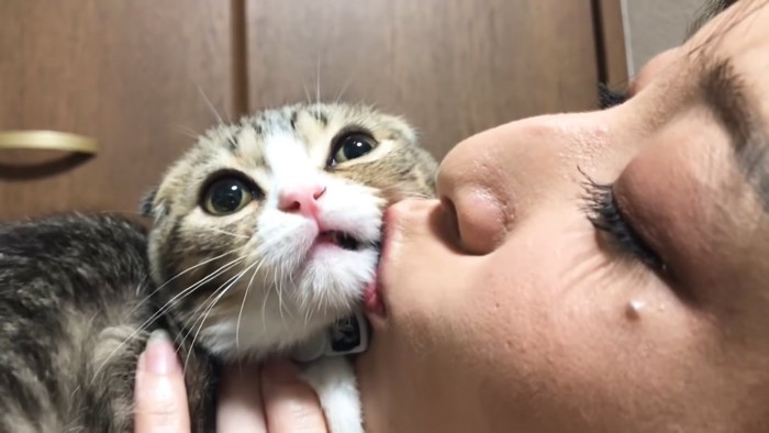 キスされて上を見る猫