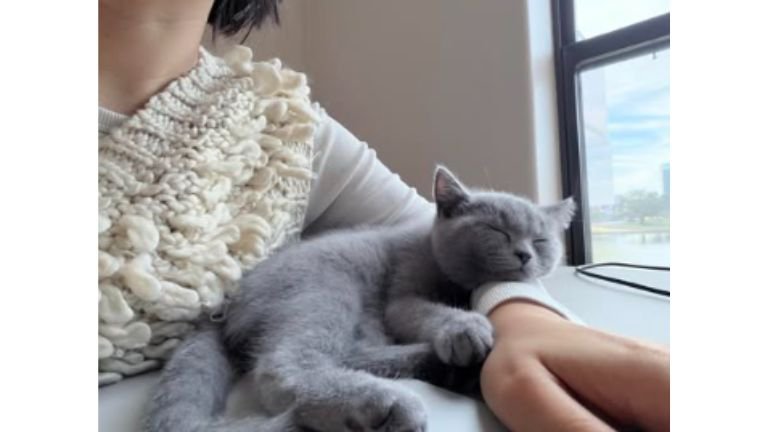 添い寝している猫