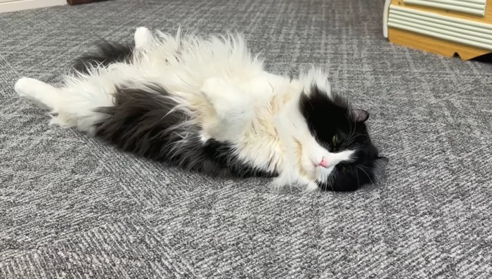 ヘソ天