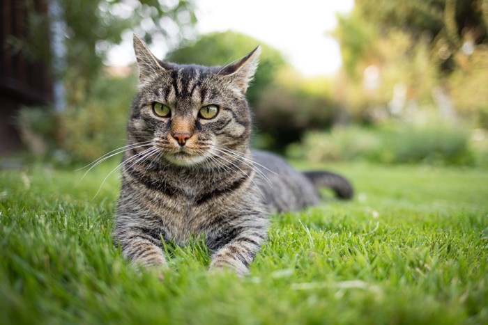 外でくつろぐ猫