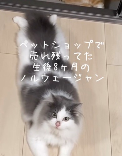 あさりちゃん