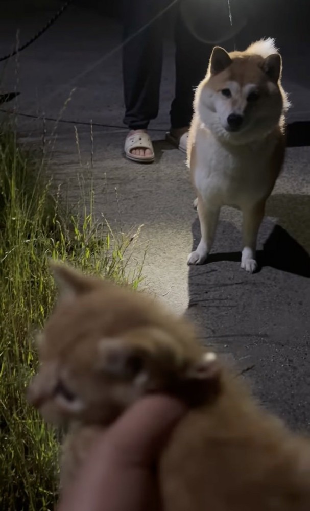 見守る柴犬