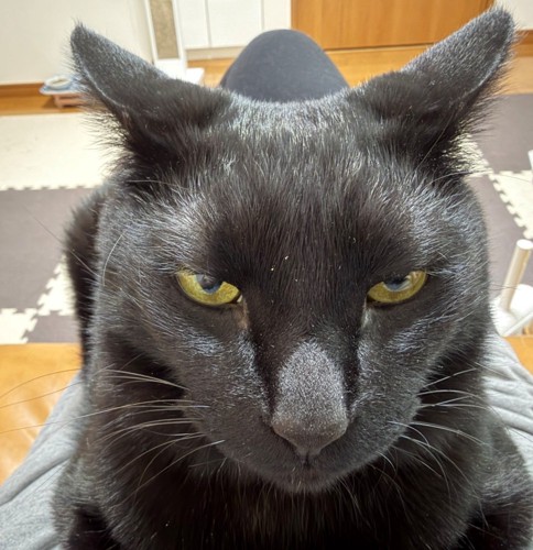 飼い主のお腹に座り込んで睨む黒猫