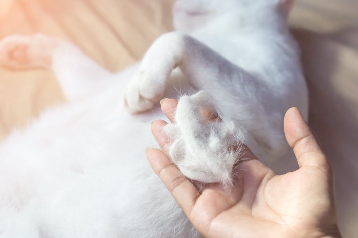 抜け落ちている猫の毛を持つ人の手