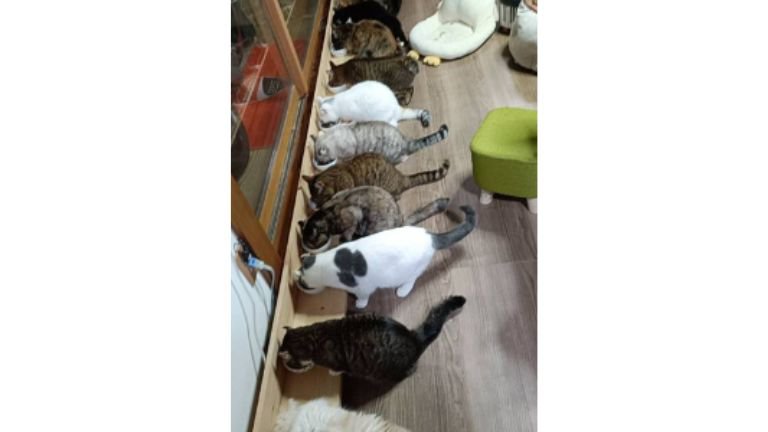 ご飯を食べる猫たち