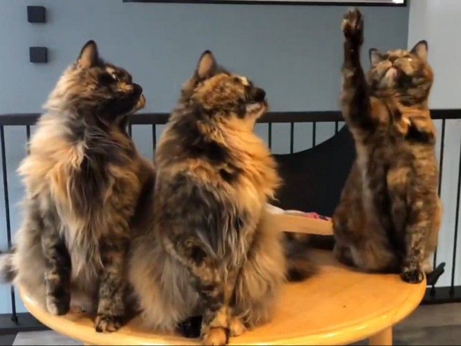 おもちゃに手を伸ばす短毛のサビ猫