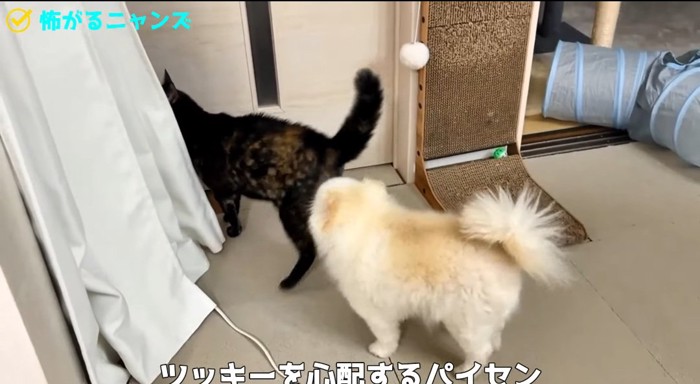 猫に近づく犬