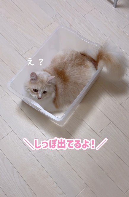 ケースに入る猫