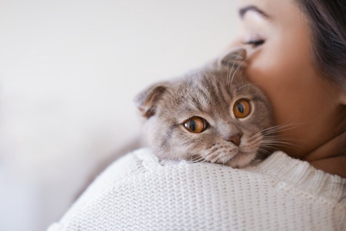 飼い主に抱かれているスコティッシュフォールド