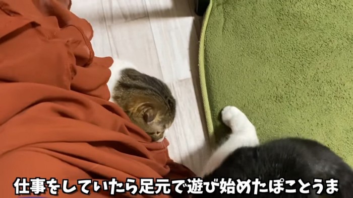 スカートに潜る猫