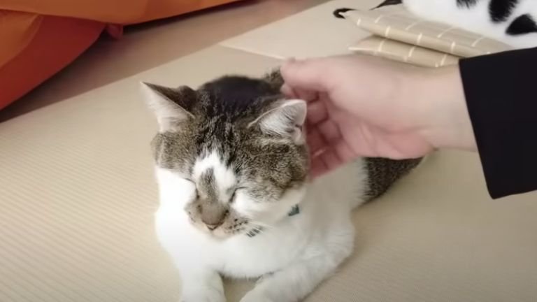 撫でられる猫