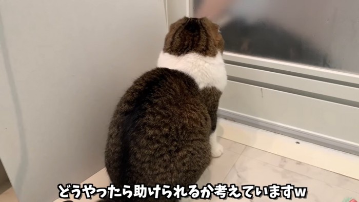 座る猫の後ろ姿