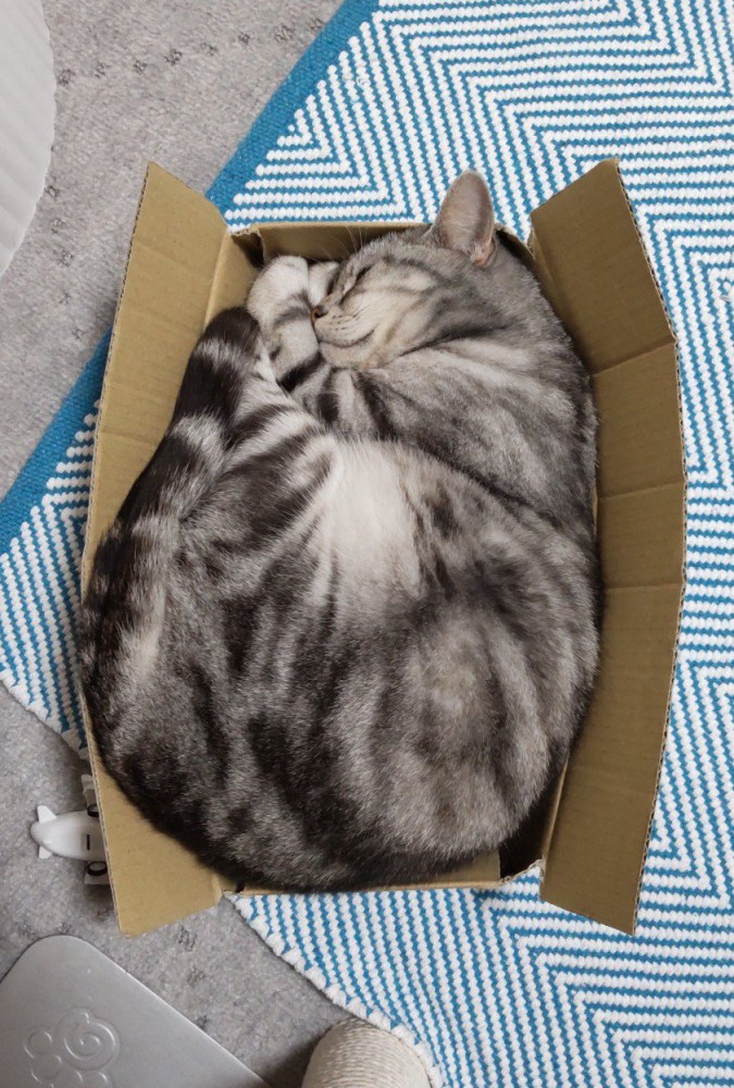 段ボールに入って横向きに寝る猫