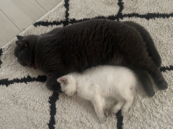横向きで寝る猫（上）と子猫（下）