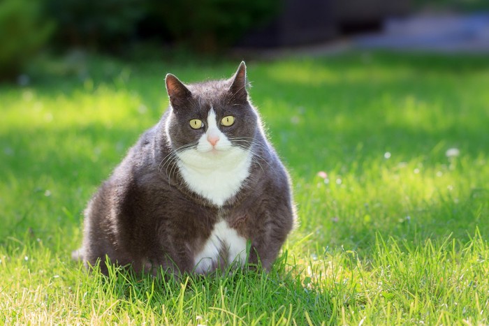 肥満の猫