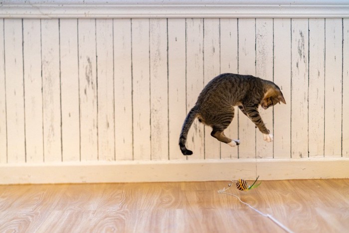 おもちゃに飛び跳ねる猫