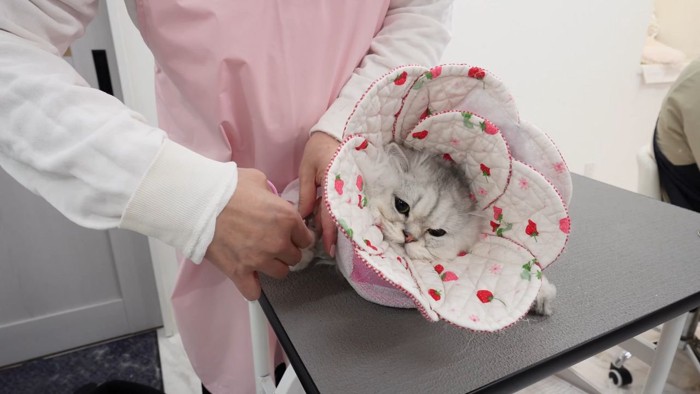 キャットグルーマーと猫2