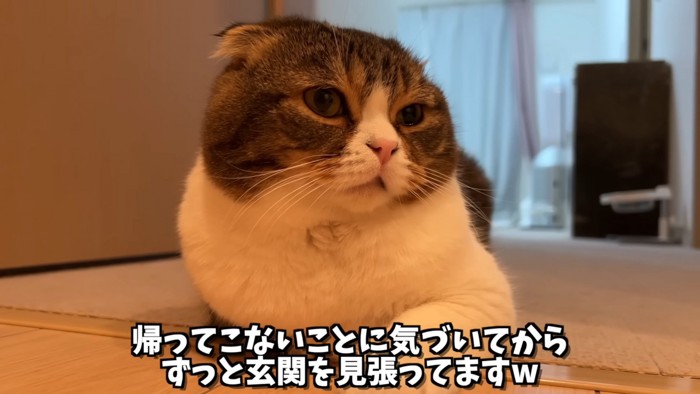 座っている猫の顔