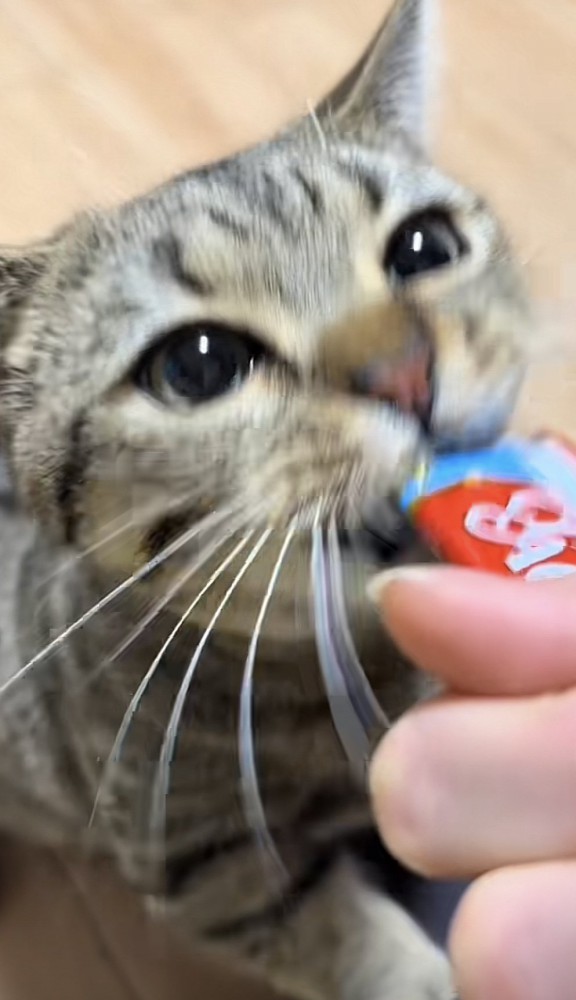 おやつを食べる猫の写真1