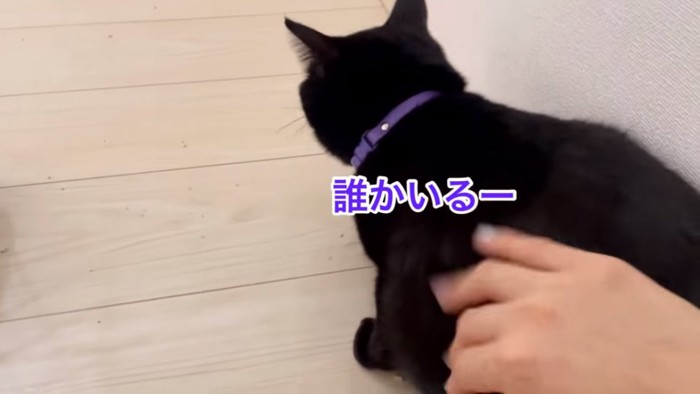 撫でられる猫