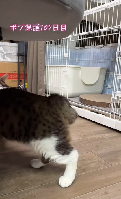 去り行く猫