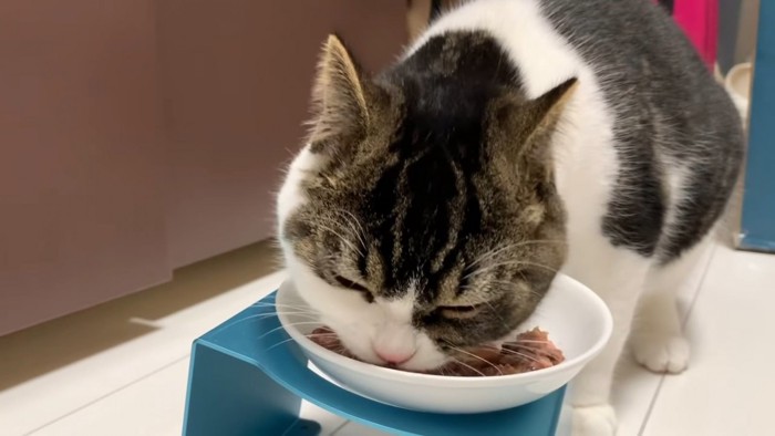 ごはんを食べる猫