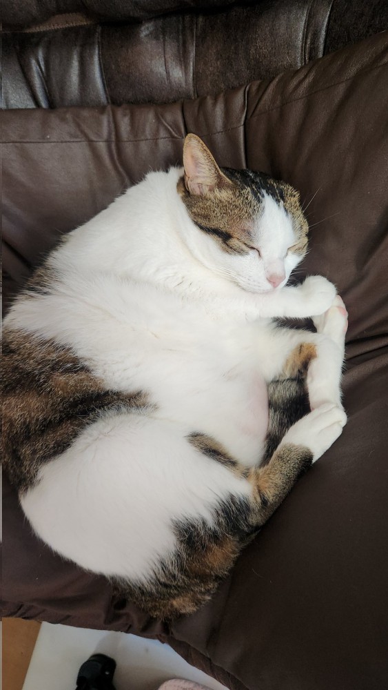 眠る猫
