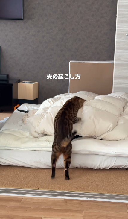 飼い主を起こしている猫
