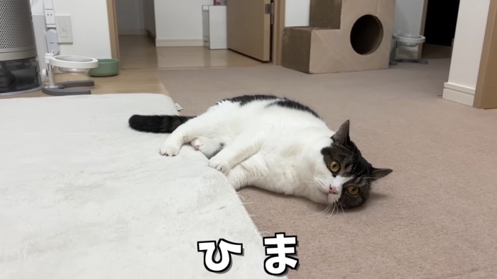 横になる猫