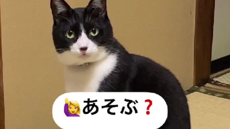 見つめている猫