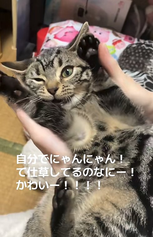 両前足を上げながら右目をつむっている猫