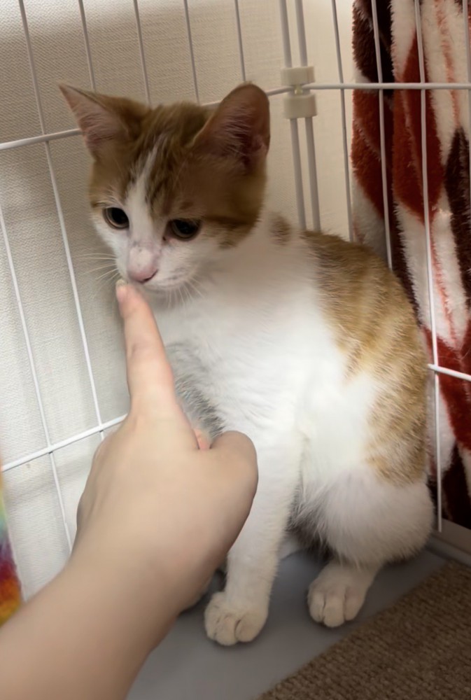 茶白猫の鼻先に人の指を近づけている