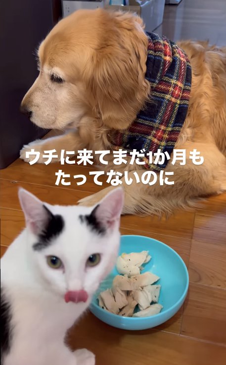 そっぽを向く犬とカメラに顔をむけて舌を出している子猫