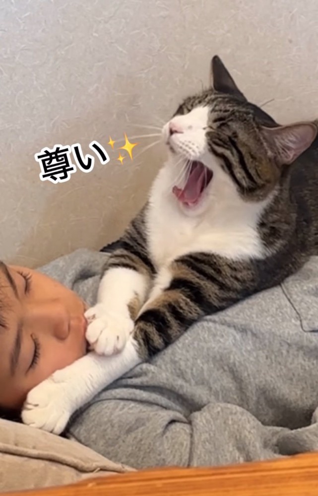 あくびする猫