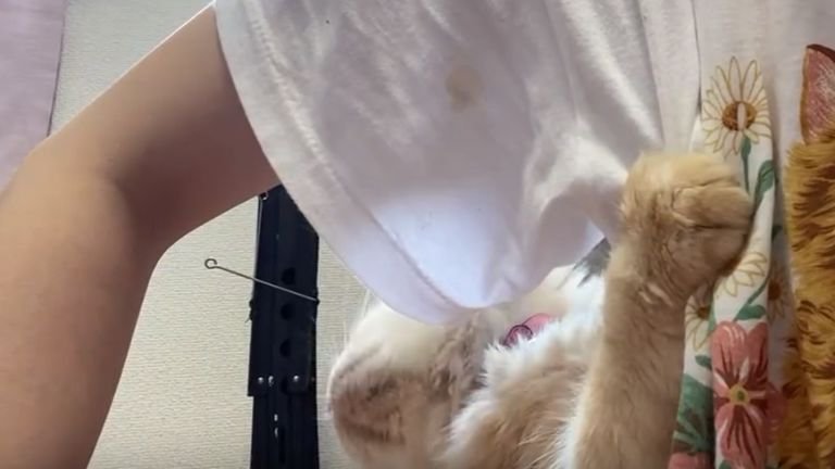 脇を嗅ぐ猫