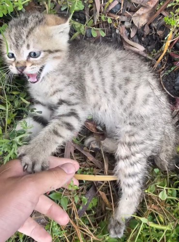 怒っている子猫